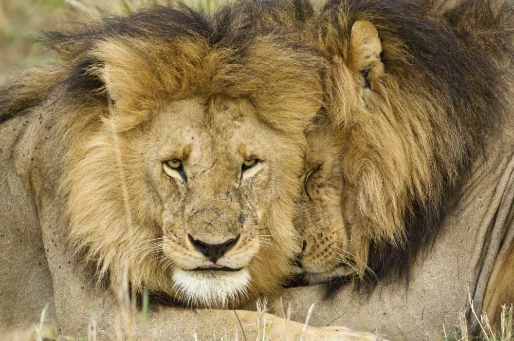 Kenya, Masai Mara Two lions resting face to face